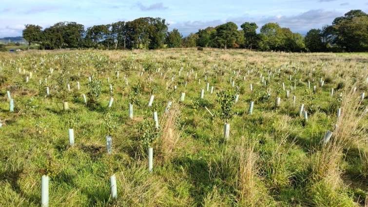 Tree planting commitments highlighted during Climate Week