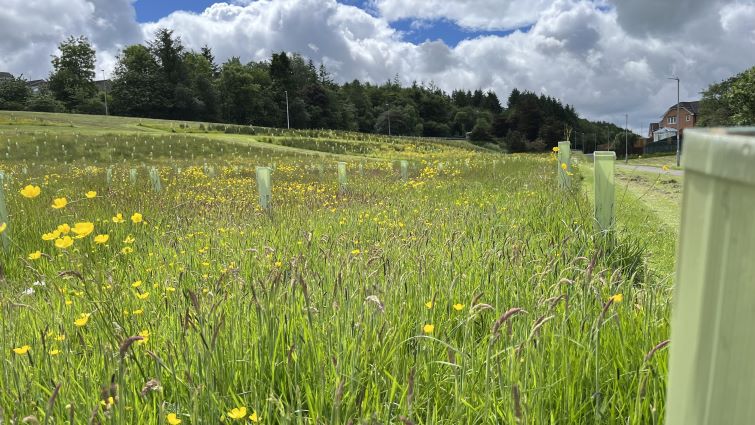 Funding boost lets Climate Forests spread more roots