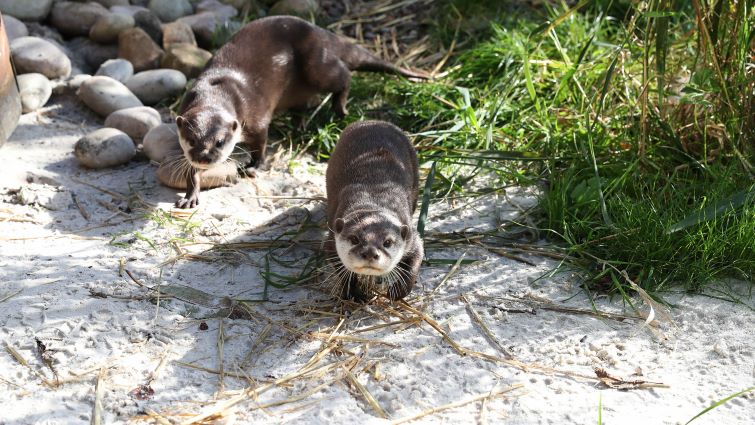 This is a photo of the two resident otters in the Zoo collection at Calderglen Country Park.