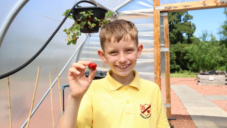 This image shows a pupil from Douglas Primary School holding a strawberry which has been grown in the school's polytunnel
